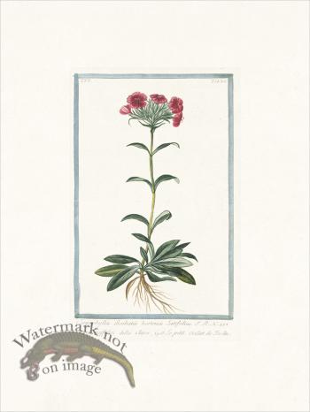 Bonelli 525 Sweet William